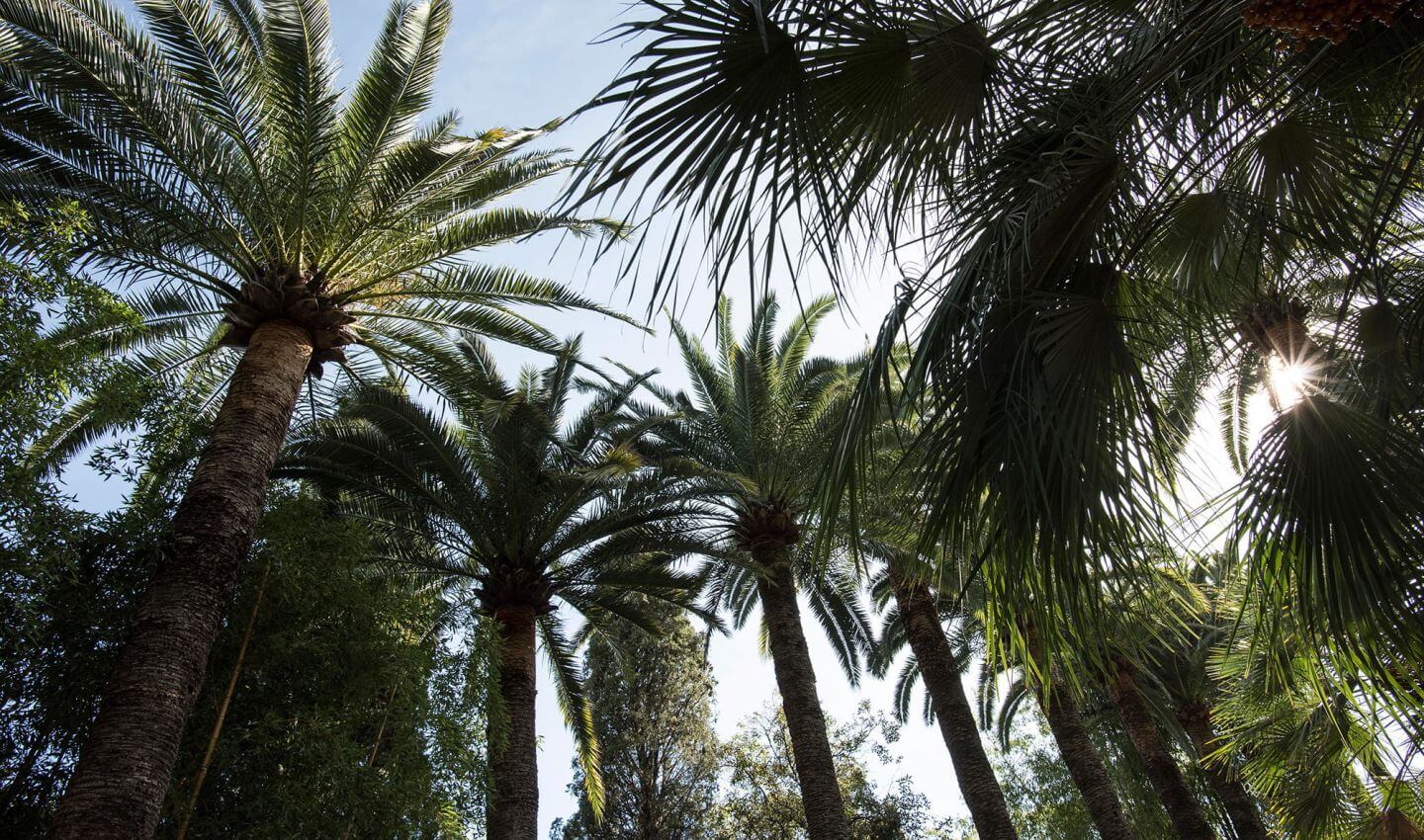 Palmiers