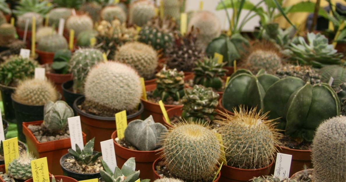 CACTUS ET SUCCULENTES