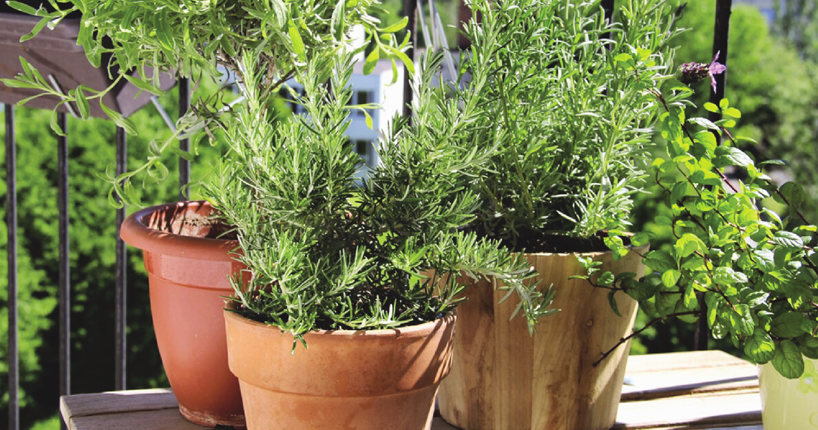 PLANTES AROMATIQUES ET POTAGERES