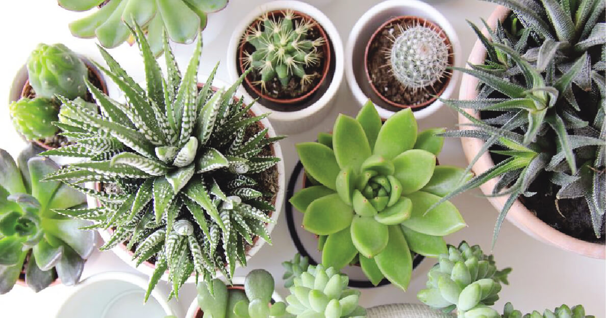 SUCCULENTES