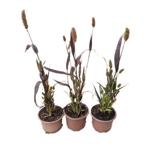 PENNISETUM MACROURUM