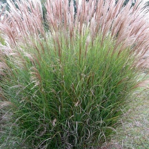 MISCANTHUS SINENSIS (HERBE A ELEPHANT GRAMINEE GEANTE)