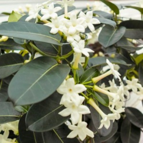 STEPHANOTIS