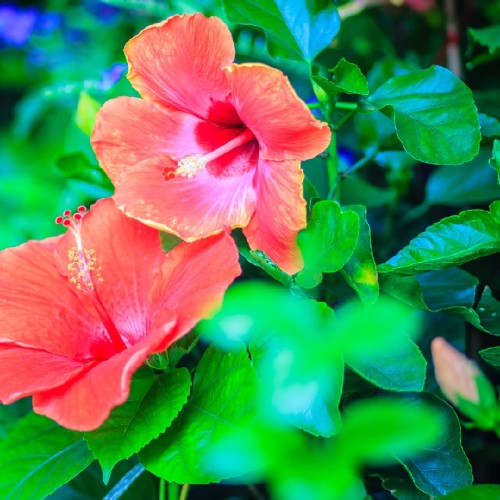 HIBISCUS ROSA-SINENSIS
