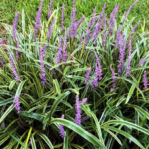 LIRIOPE MUSCARI