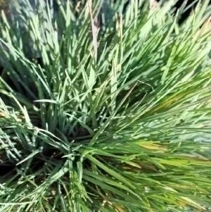 KOELERIA GLAUCA (KEULERIE BLEUE)