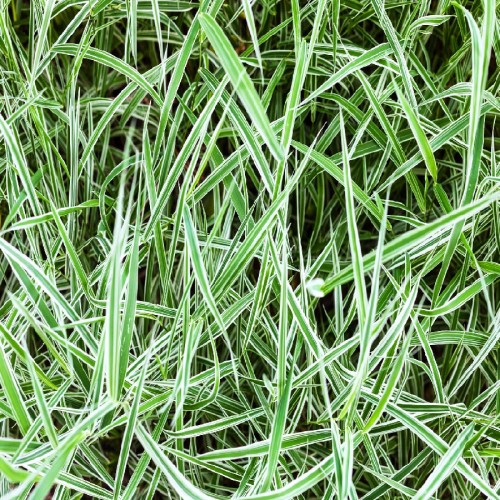 CAREX MORROWII VARIEGATA (LAICHE DU JAPON)