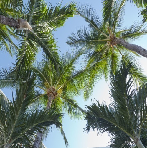 VEITCHIA MERRILLII(ADONIDIA MERRILLII PALMIER DE MANILLE)