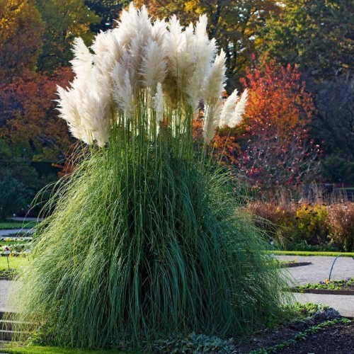 CORTADERIA SELLOANA (HERBE DE LA PAMPA)