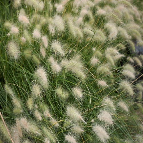 PENNISETUM VILLOSUM (HERBE AUX ECOUVILLONS)