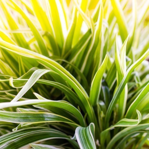 PHALARGIUM (CHLOROPHYTUM)