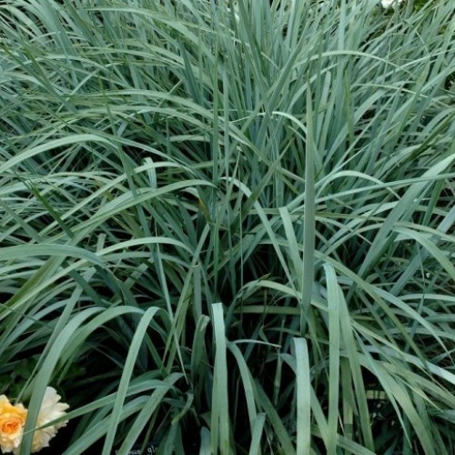 ELYMUS