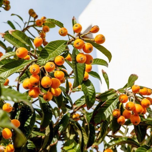 ERIOBOTRYA JAPONICA (NÉFLIER)