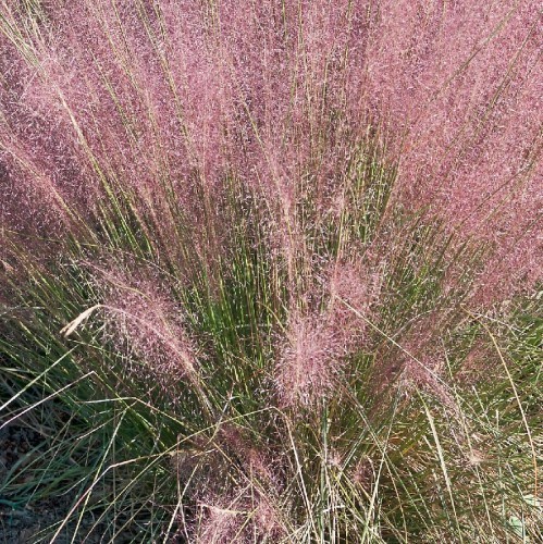 MUHLENBERGIA CAPILLARIS