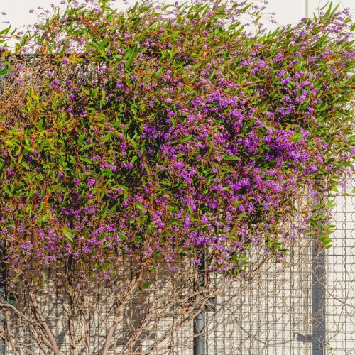HARDENBERGIA VIOLACEA (SALSEPAREILLE AUSTRALIENNE)