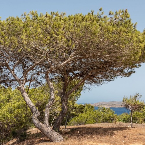 PINUS HALEPENSIS (PIN D ALEP)