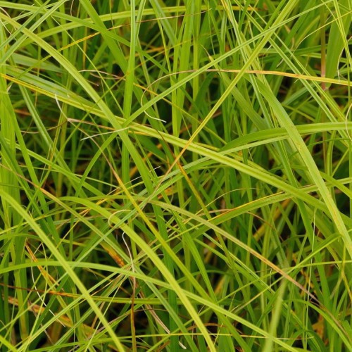 CAREX VERT