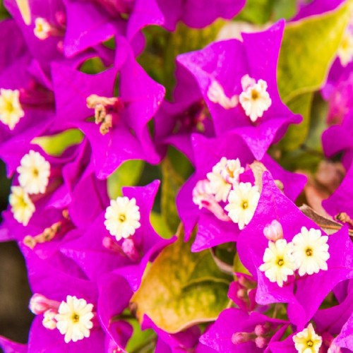 BOUGAINVILLEA GLABRA SANDERIANA (VIOLET)