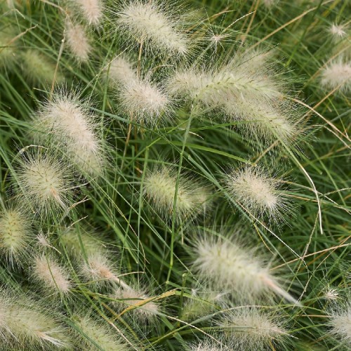 PENNISETUM VILLOSUM NAIN (HERBE AUX ECOUVILLONS)