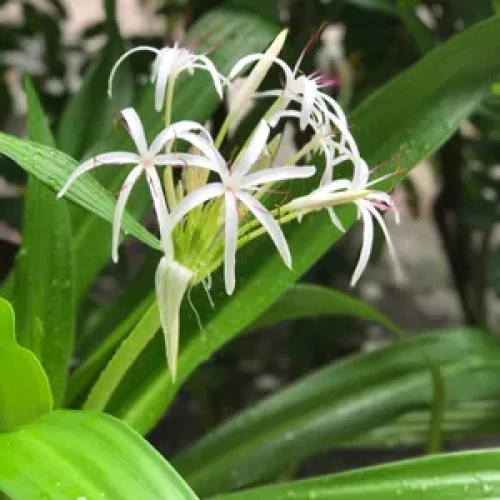CRINUM ASIATIOUM