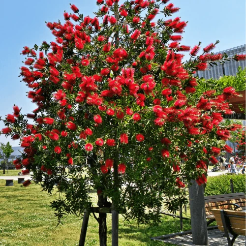 CALLISTEMON LEAVIS (RINCE BOUTEILLES)