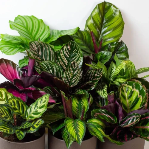CALATHEA MIXTE