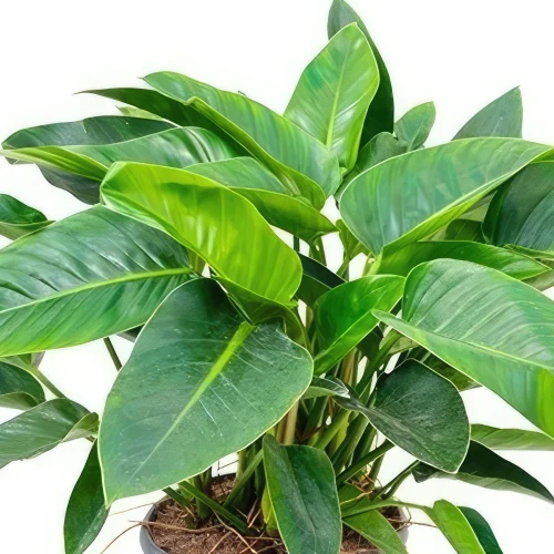 PHILODENDRON GREEN