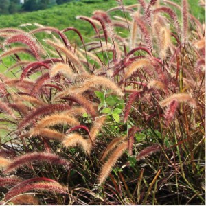 PENNISETUM SETACEUM RUBRUM (ROUGE)