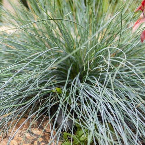 FESTUCA GLAUCA (FETUQUE BLEUE)