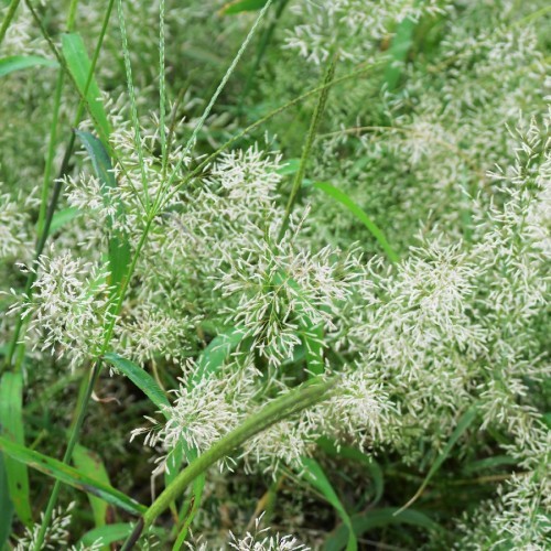ERAGROSTIS SPECTABILIS