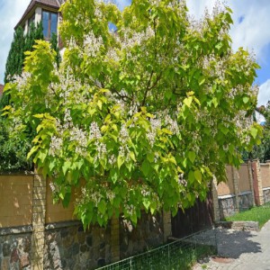 CATALPA BIGNONIOIDES