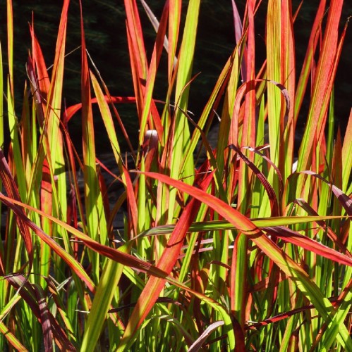 "IMPERATA CYLINDRICA ""RED BARON"" (HERBE SANGLANTE)"