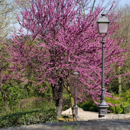 CERCIS SILIQUASTRUM (ARBRES DE JUDEE)