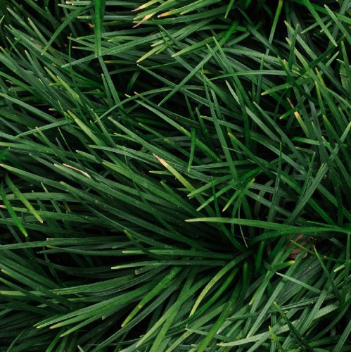 OPHIOPOGON JAPONICUS (MUGUET DU JAPON BARBE DE SERPENT)