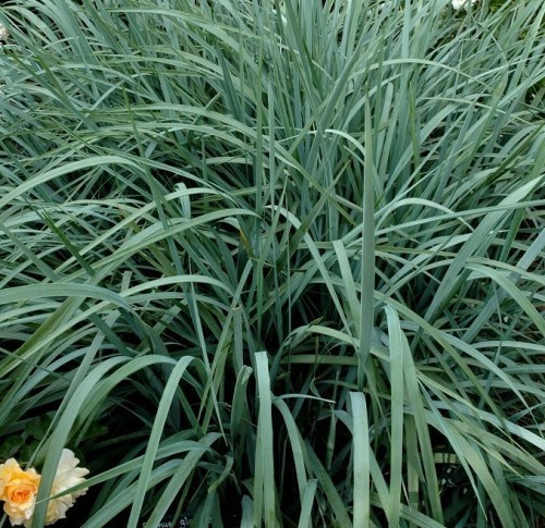 ELYMUS