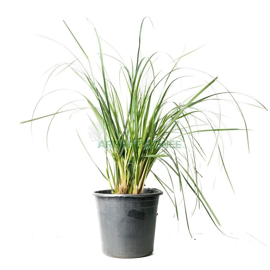 CORTADERIA SELLOANA (HERBE DE LA PAMPA)