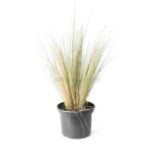 STIPA TENUIFOLIA (CHEVEUX D ANGE)