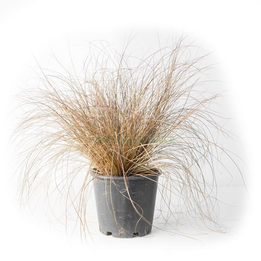 CAREX BUCHANANII (ROUGE) (LAICHE DU BUCHANAN)