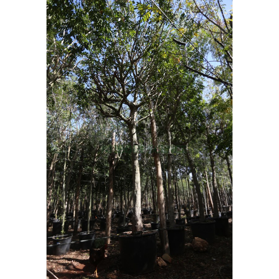 SCHINUS TEREBINTHIFOLIUS (FAUX POIVRIER)