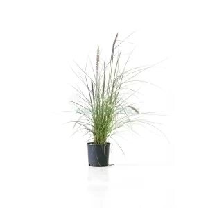 PENNISETUM VILLOSUM (HERBE AUX ECOUVILLONS)