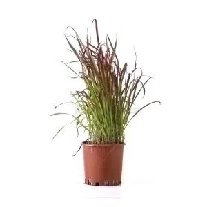 "IMPERATA CYLINDRICA ""RED BARON"" (HERBE SANGLANTE)"
