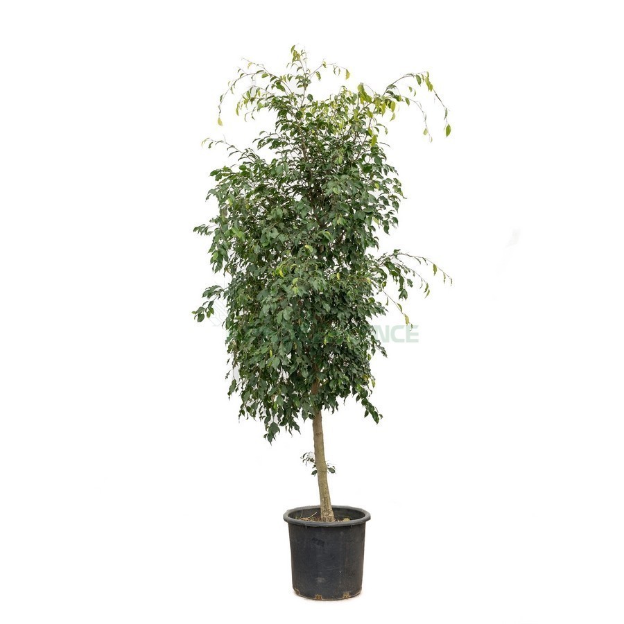 FICUS BENJAMINA (FIGUIER PLEUREUR)